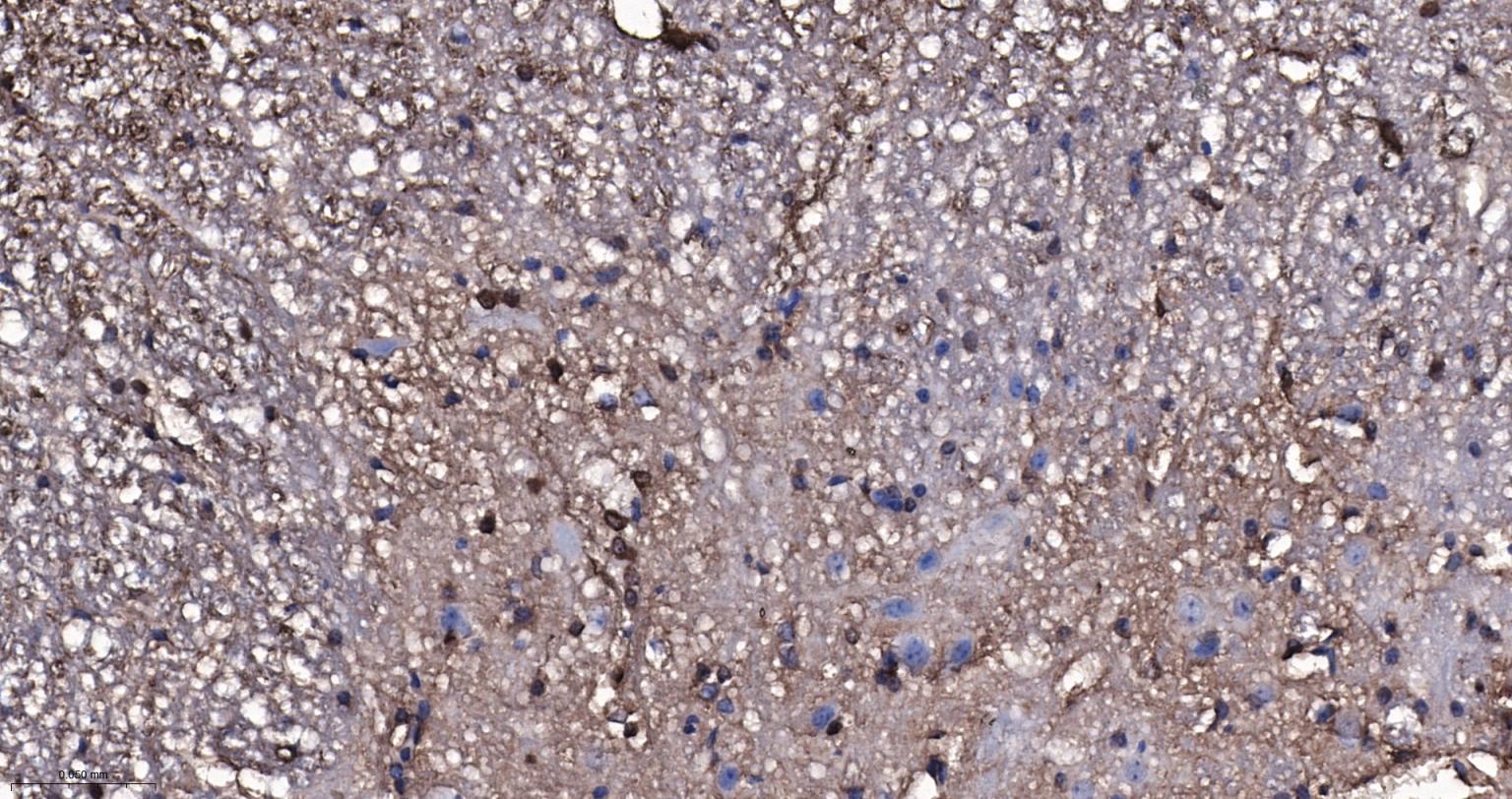 Rabbit anti- BDNF Monoclonal Antibody