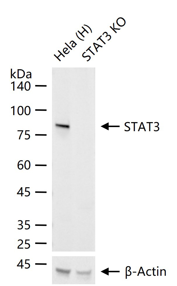 Rabbit anti-Stat3 Monoclonal Antibody