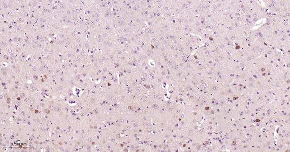 Rabbit anti-NGF Monoclonal Antibody