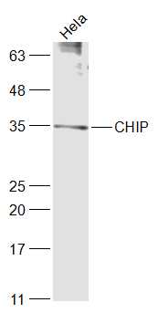 Rabbit anti-CHIP Polyclonal Antibody