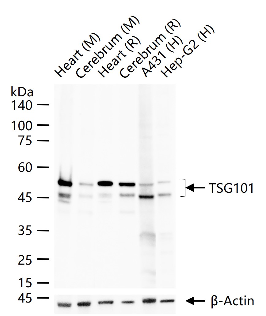 Rabbit anti-TSG101 Monoclonal Antibody