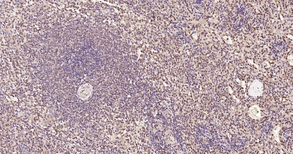 Rabbit anti-GAPDH Polyclonal Antibody