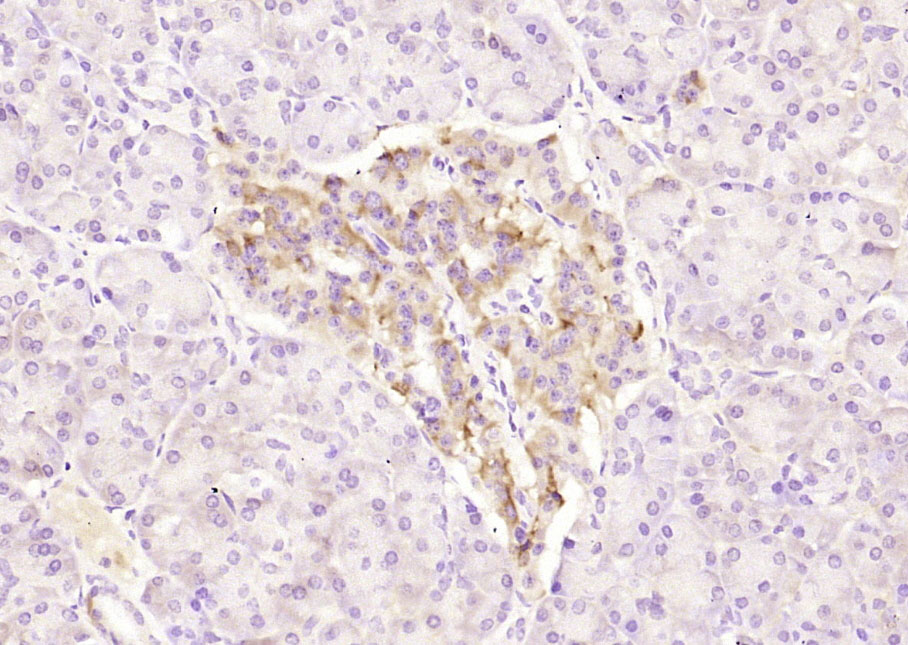 Rabbit anti-Phospho-MEK5(Ser129) Polyclonal Antibody