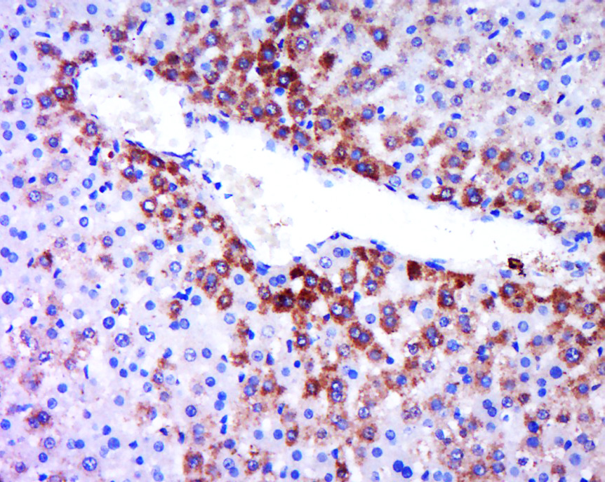 Rabbit anti-Phospho-β Catenin(Thr41+Ser45) Polyclonal Antibody