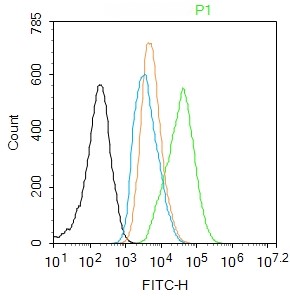 Rabbit anti-Phospho-NFKB p65(Thr254) Polyclonal Antibody