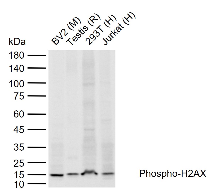 Rabbit anti-Phospho-Histone H2A.X(Ser139) Polyclonal Antibody