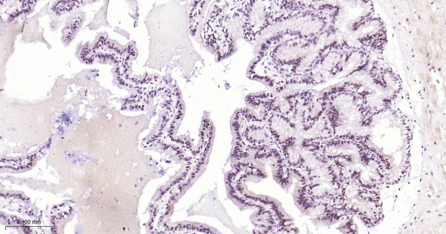 Rabbit anti-bFGF Monoclonal Antibody