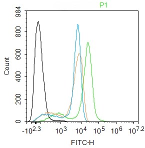 Rabbit anti-SLC25A41 Polyclonal Antibody