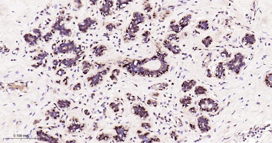 Rabbit anti-bFGF Monoclonal Antibody