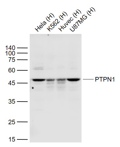 Rabbit anti-PTPN1 Polyclonal Antibody