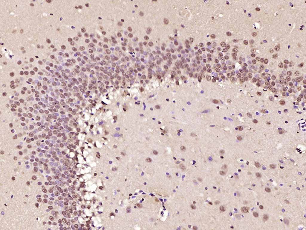 Rabbit anti-Phospho-AMPKα-1(Thr183) Polyclonal Antibody