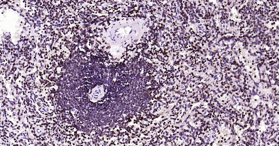 Rabbit anti-Lamin B1 Monoclonal Antibody