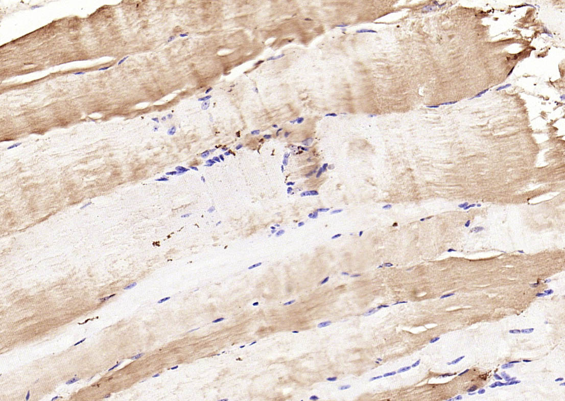 Rabbit anti-Phospho-CDKN1B(Ser178) Polyclonal Antibody