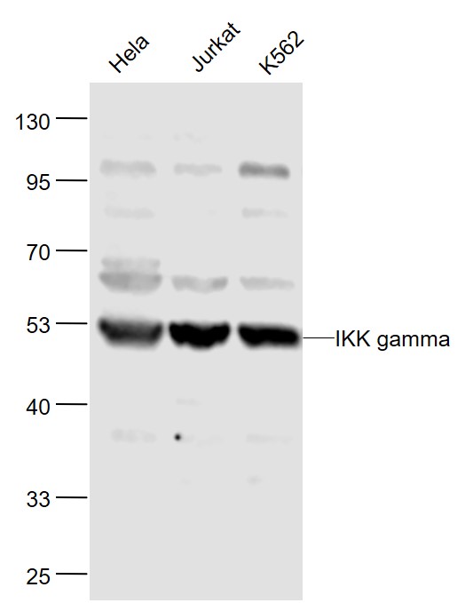 Rabbit anti-IKK γ Polyclonal Antibody