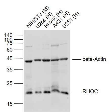 Rabbit anti-RHOC Polyclonal Antibody