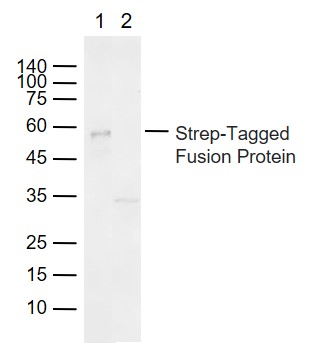 Rabbit anti-Strep-Tag II Polyclonal Antibody