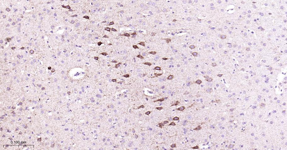 Rabbit anti-COX IV Monoclonal Antibody