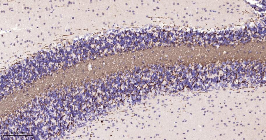 Rabbit anti-MBP Polyclonal Antibody