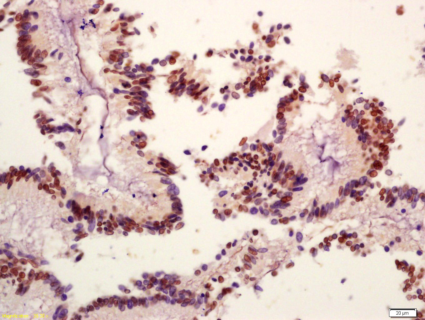 Rabbit anti-Phospho-PI3 Kinase p110 β(Ser1070) Polyclonal Antibody