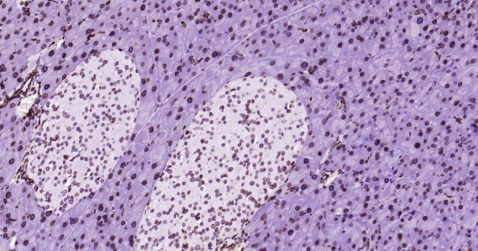 Rabbit anti-Lamin B1 Monoclonal Antibody