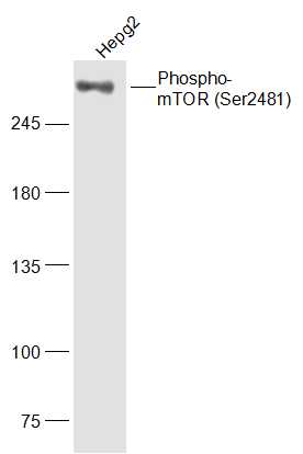 Rabbit anti-Phospho-mTOR(Ser2481) Polyclonal Antibody