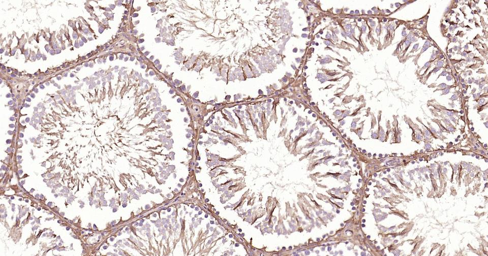 Rabbit anti-GAPDH Polyclonal Antibody