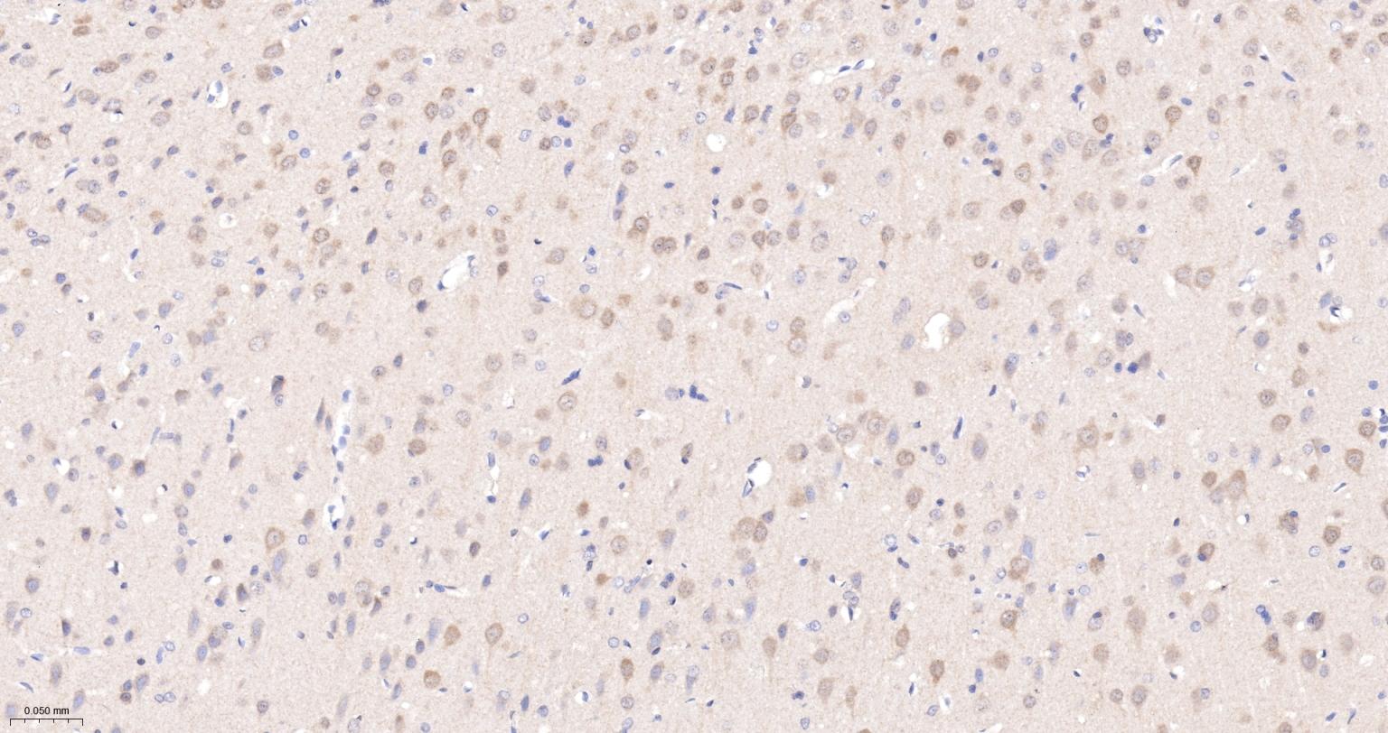 Rat anti-PTEN Monoclonal Antibody