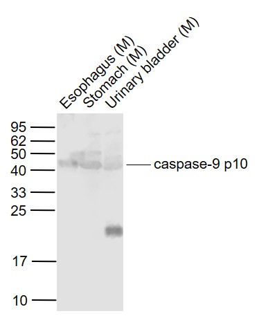 Rabbit anti-caspase-9 p10 Polyclonal Antibody