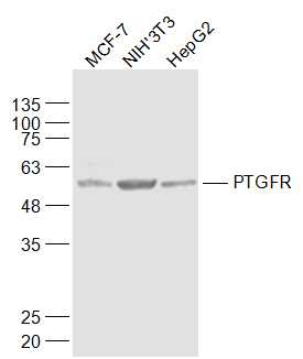 Rabbit anti-PTGFR Polyclonal Antibody