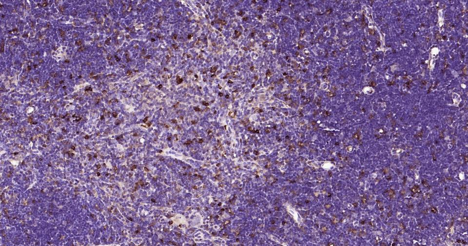 Rabbit anti-Galectin 3 Polyclonal Antibody