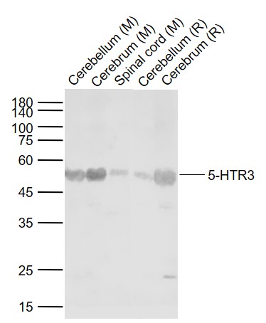 Rabbit anti-5-HTR3 Polyclonal Antibody