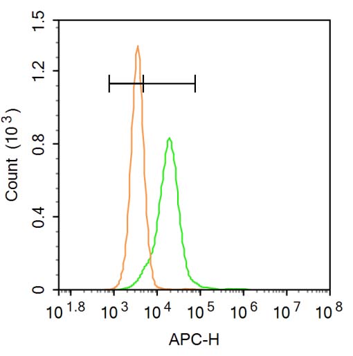 Rabbit anti-Phospho-Insulin Receptor β(Tyr1355) Polyclonal Antibody