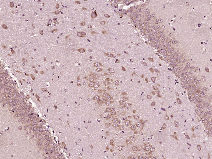Rabbit anti-MCFD2 Polyclonal Antibody