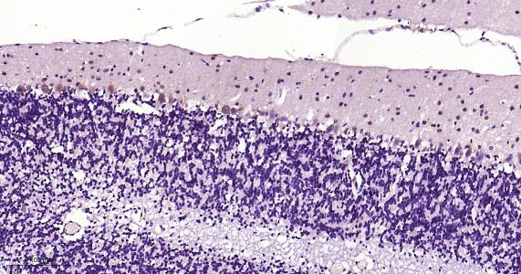 Rabbit anti-NGF Monoclonal Antibody