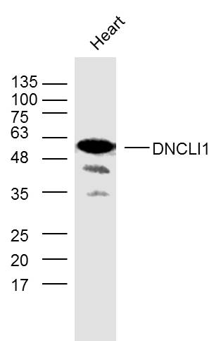 DNCLI1 Polyclonal Antibody