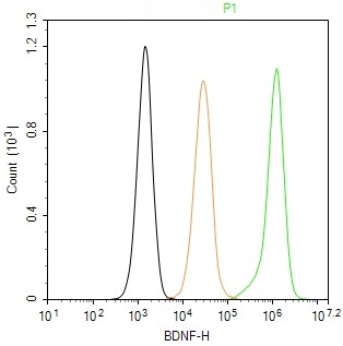 Rabbit anti- BDNF Monoclonal Antibody
