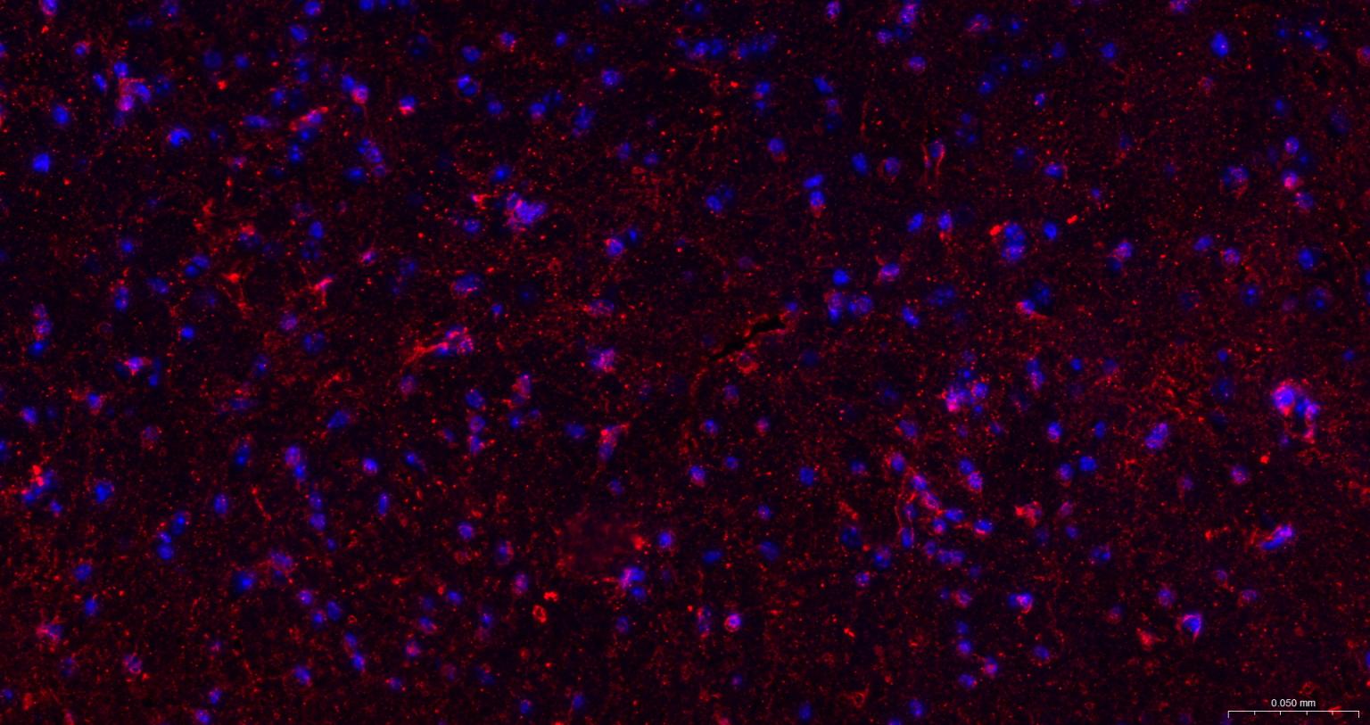 Rabbit anti- BDNF Monoclonal Antibody