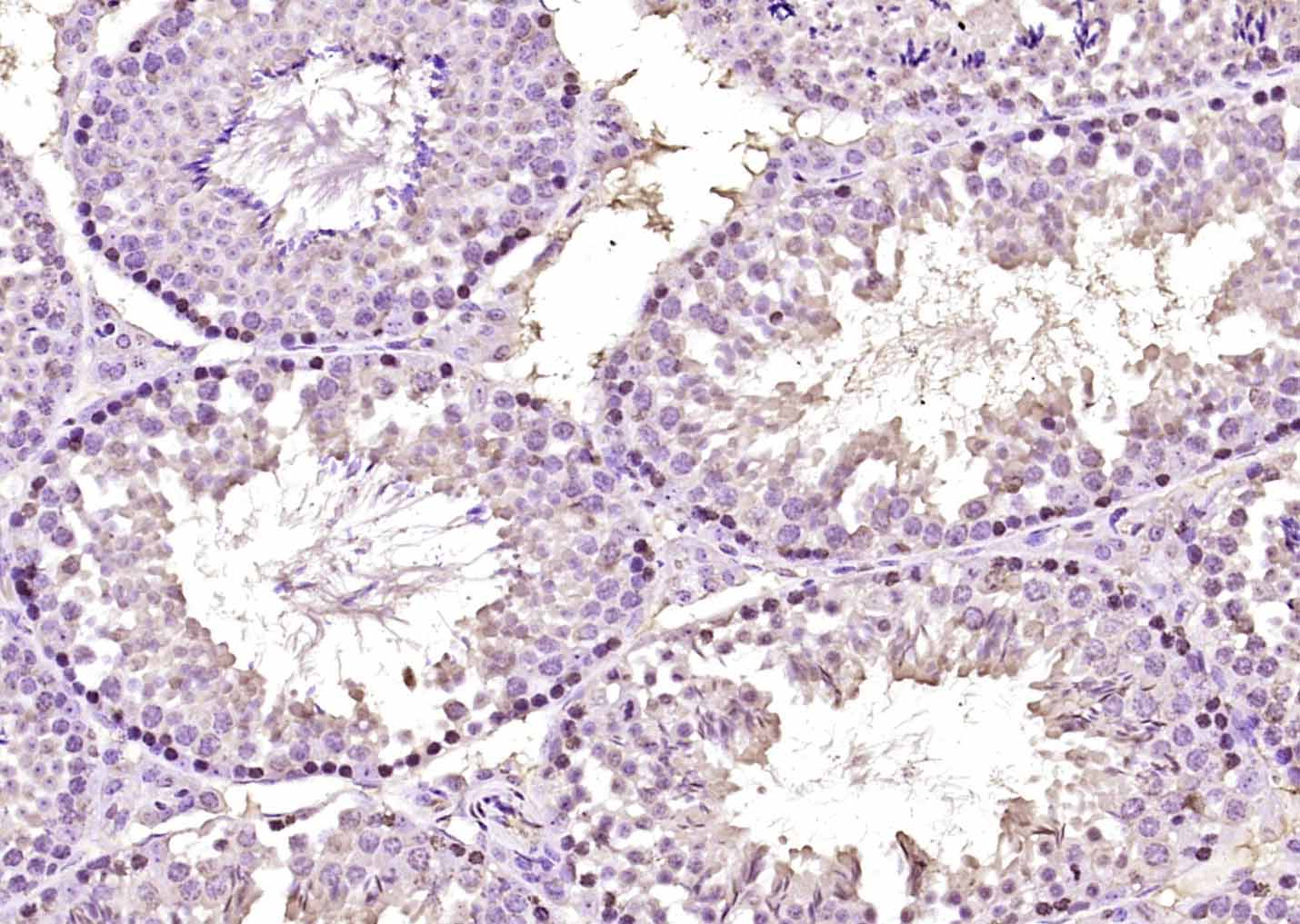 Rabbit Anti-SOX7 Polyclonal Antibody