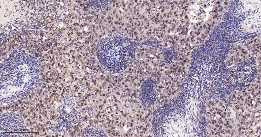 Rabbit anti-Cyclin E1 Monoclonal Antibody