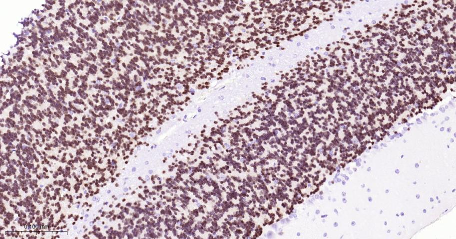 Rabbit anti-NeuN Monoclonal Antibody