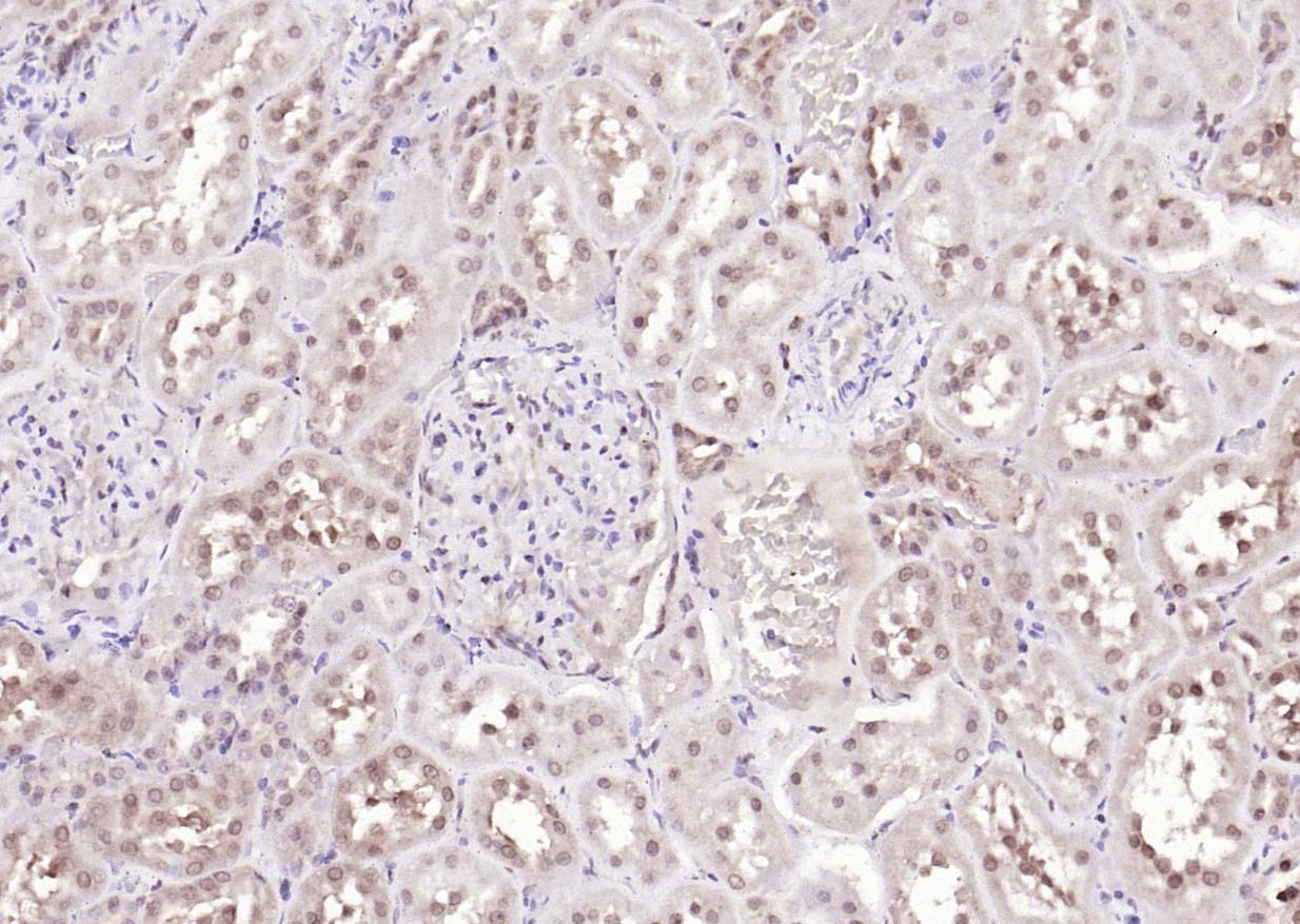 Rabbit anti-ANKRD54 Polyclonal Antibody