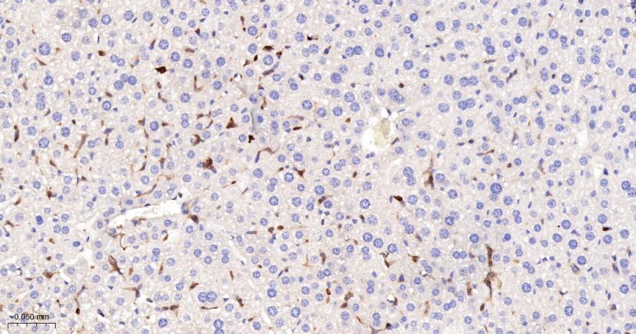 Rabbit anti-PKC δ Monoclonal Antibody