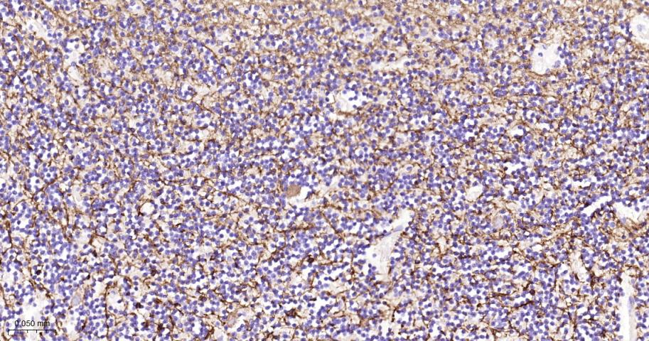 Rabbit anti-MBP Polyclonal Antibody