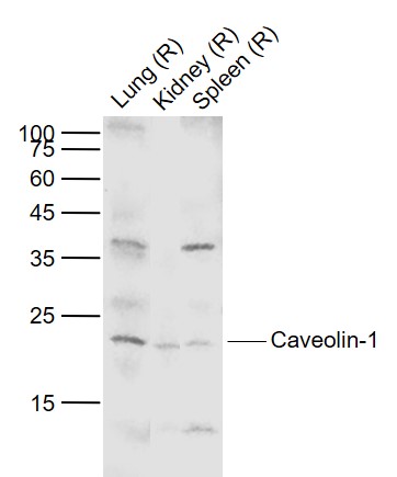 Rabbit anti-Caveolin-1 Polyclonal Antibody