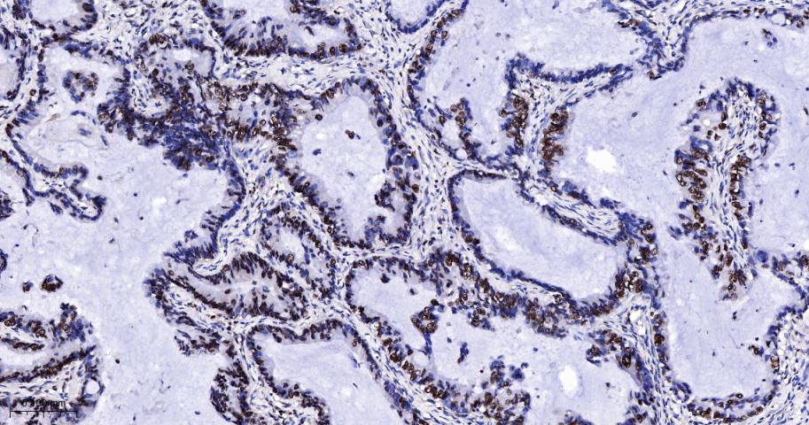 Rabbit anti-Cyclin E1 Monoclonal Antibody