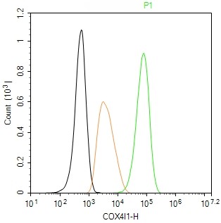 Rabbit anti-COX IV Monoclonal Antibody