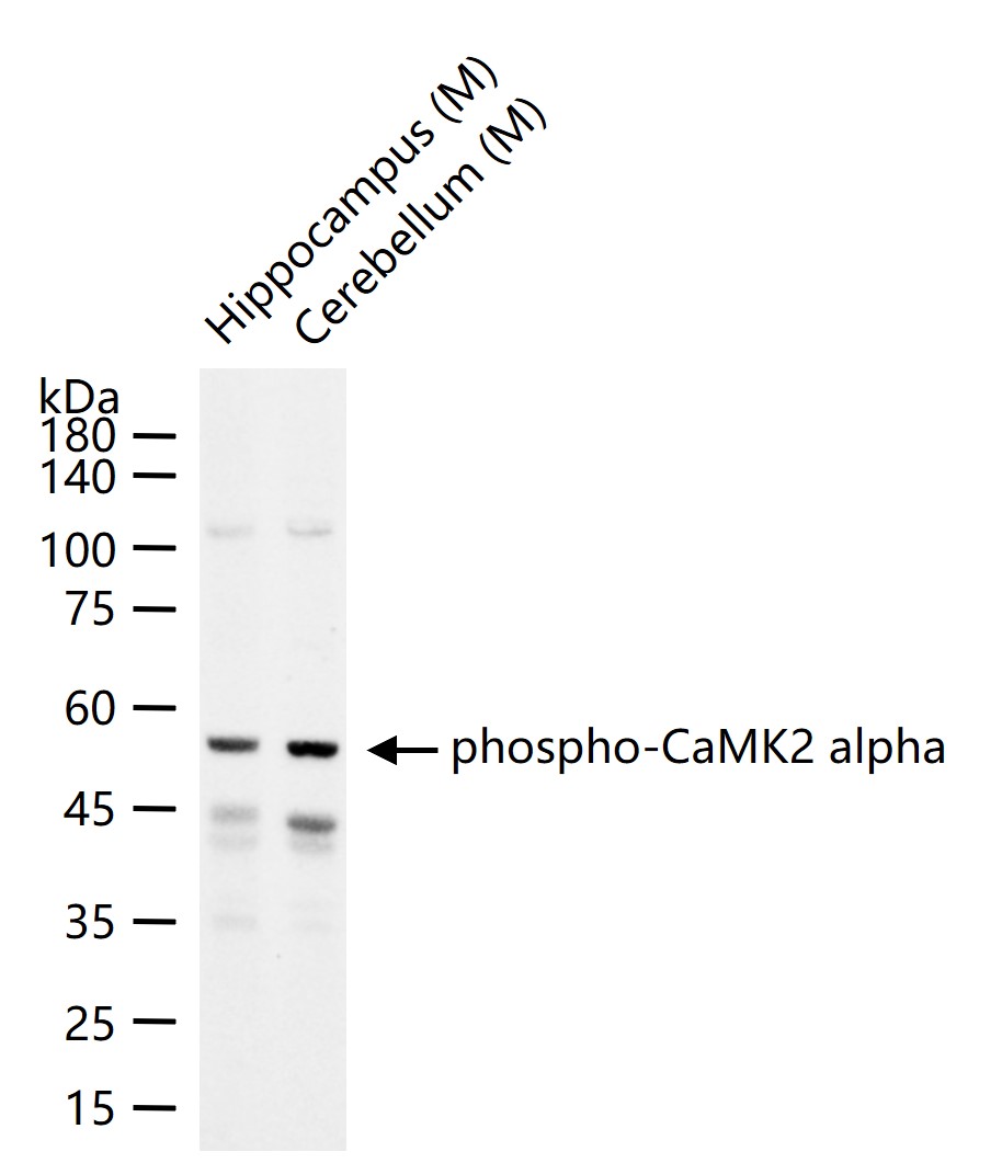 Rabbit anti-Phospho-CaMK2α(Thr305) Polyclonal Antibody