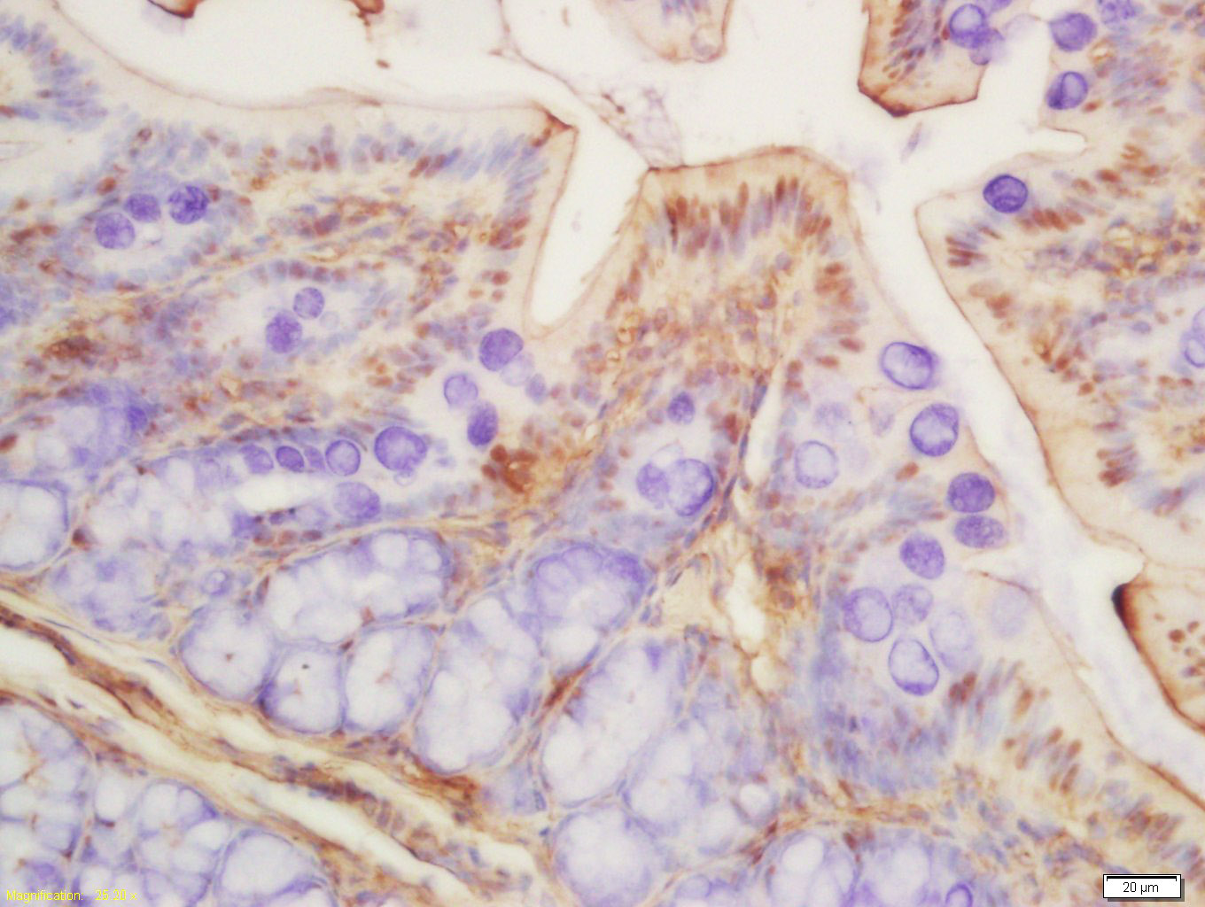 Rabbit anti-Histone H3(Acetyl K9) Polyclonal Antibody