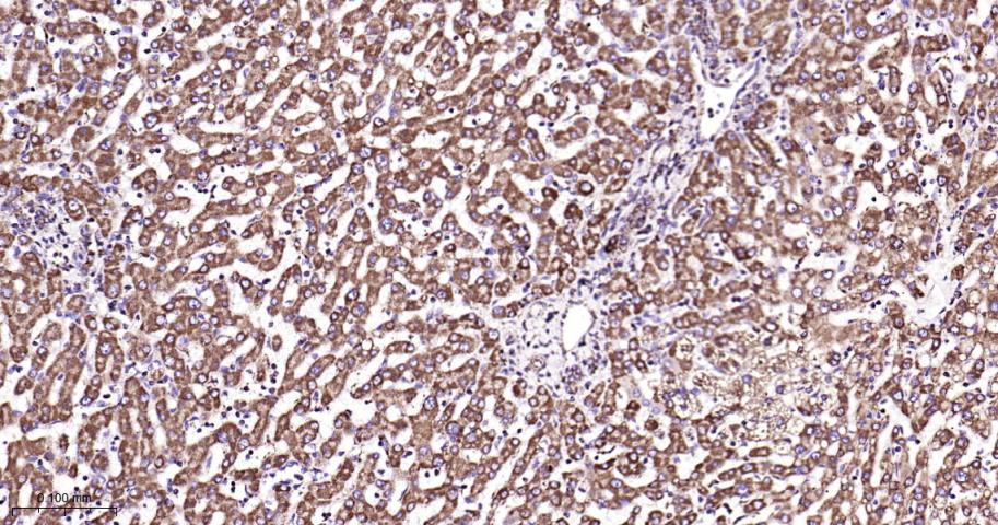 Rabbit anti-COX IV Monoclonal Antibody