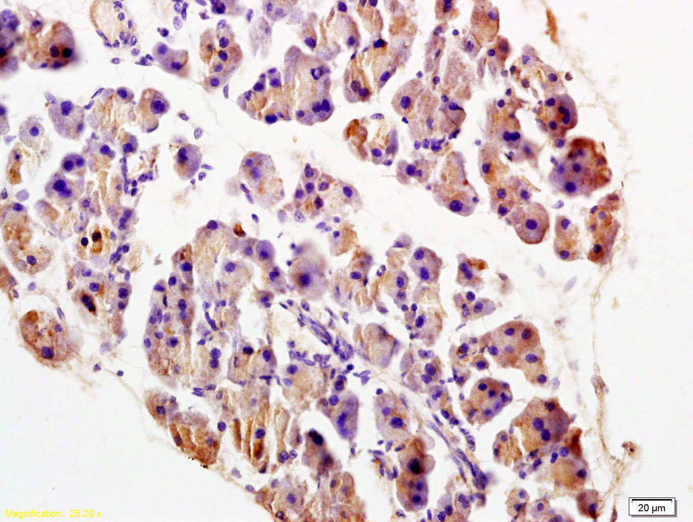 Rabbit Anti-TRADD Polyclonal Antibody